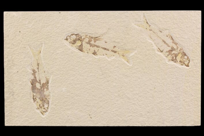 Three Bargain Knightia Fossil Fish - Wyoming #91574